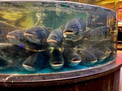 -魏铭鱼头捞饭(晋阳路店)