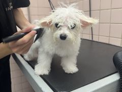 -FAELING PETS美天灵宠物(富力广场店)