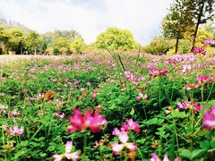 -福建鲤鱼洲酒店
