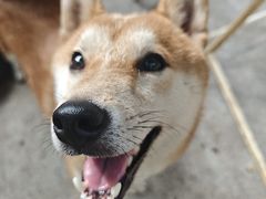 -柴犬高等学院·狗咖·柴犬售卖·宠物训练