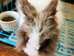 -志龙皇冠吃货椰子铺