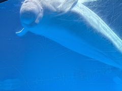 -海合安武汉极地海洋公园
