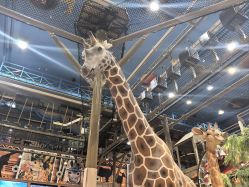 -卡通尼·Safari非洲探索乐园·生日会(金桥国际商业广场店)