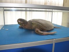 -上海海洋大学鱼文化博物馆(军工路校区)
