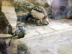 -贵州森林野生动物园