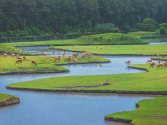 -溱湖国家湿地公园