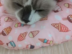 -凯特喵百思猫专科医院