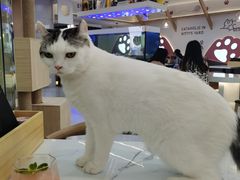 -喵园·猫主题咖啡厅·撸猫·猫咖(国贸店)