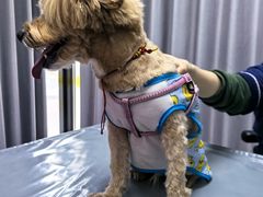 -宠物星动物医院·眼科·异宠·猫科(江南大道总院)