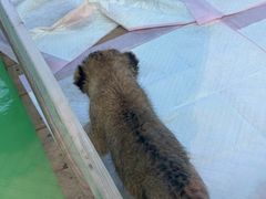 -栾川竹海野生动物园