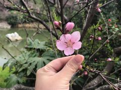 -桃花岛景观公园