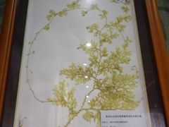 -广东中医药博物馆