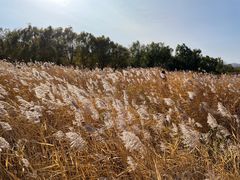 -永定河休闲森林公园