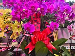 -花鸟鱼虫鲜花绿植市场(玉泉路店)