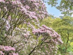 -梧桐山风景名胜区