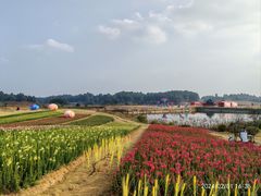 -空港花田景区