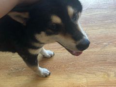 -柴犬高等学院·狗咖·柴犬售卖·宠物训练