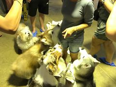 -TrueLove @ Neverland (Husky Cafe)