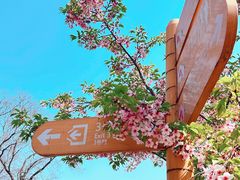 -顾村公园