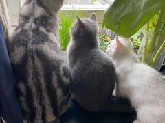 -李小姐の猫咖啡馆(五角场店)