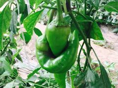 -万源龙顺度假庄园生态观光园