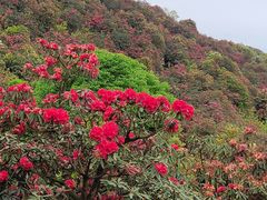 -贵州百里杜鹃风景名胜区