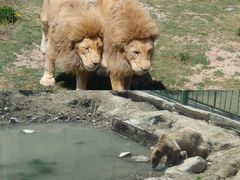 -新疆天山野生动物园