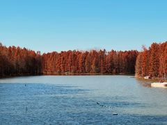 -上海海湾国家森林公园