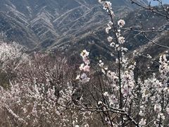 -大岭沟猕猴桃谷风景区
