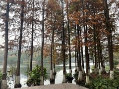 -重庆彩云湖湿地公园