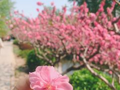 -海棠花溪(元大都城垣遗址公园)