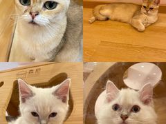-猫咪派对(江南西店)
