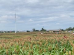 -三圣花乡旅游区