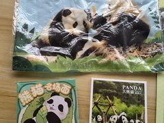 -都江堰中华大熊猫苑