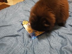 -爱诺耐芙动物医院(万博店)