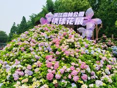 -上海滨江森林公园