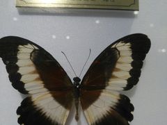 -上海昆虫博物馆