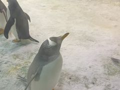 -大连圣亚海洋世界