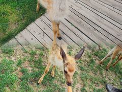 -北京鹿世界主题园