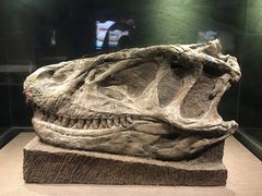 -自贡恐龙博物馆