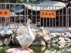 -龙华素斋(龙华路店)