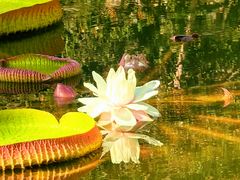 -国家植物园南园