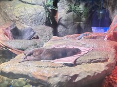 -暹罗海洋世界