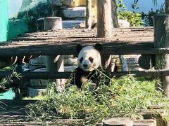 -西霞口神雕山野生动物世界