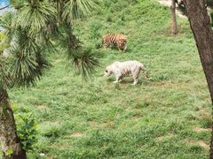-西霞口神雕山野生动物世界