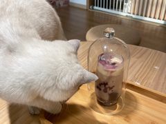 -猫腻·猫咖·撸猫馆(星光大道店)