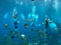 -瑞德姆美人鱼海底演艺主题餐厅(亚龙湾店)