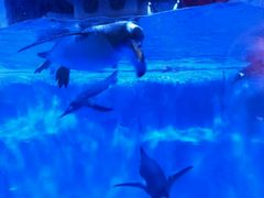 -芜湖新华联大白鲸海洋公园