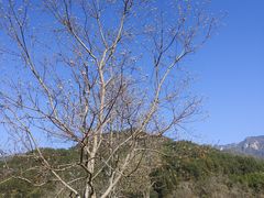-罗田天堂寨风景区
