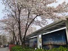 -华中科技大学光谷体育馆